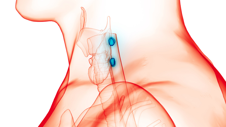 3D transparent illustration of the human neck with organs and bones visible and the parathyroid glands highlighted in blue.