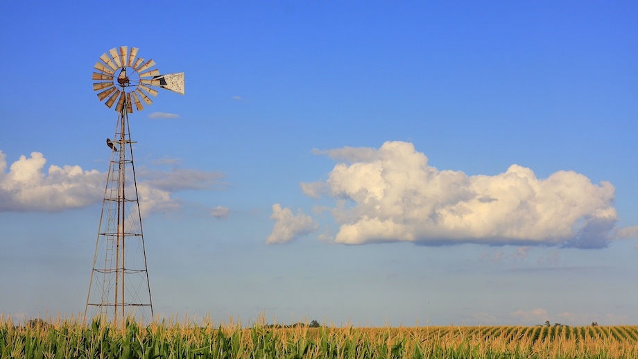 Photograph of a cornfield and old windmill