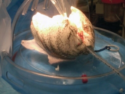 A set of donor lungs during ex vivo assessment and conditioning in preparation for transplantation.