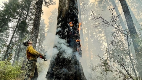 Noah Landguth cutting down burnt-out trees to mitigate safety hazards.