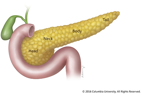Sections of the pancreas labeled