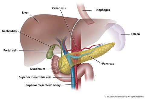 The pancreas with surrounding vessels and organs