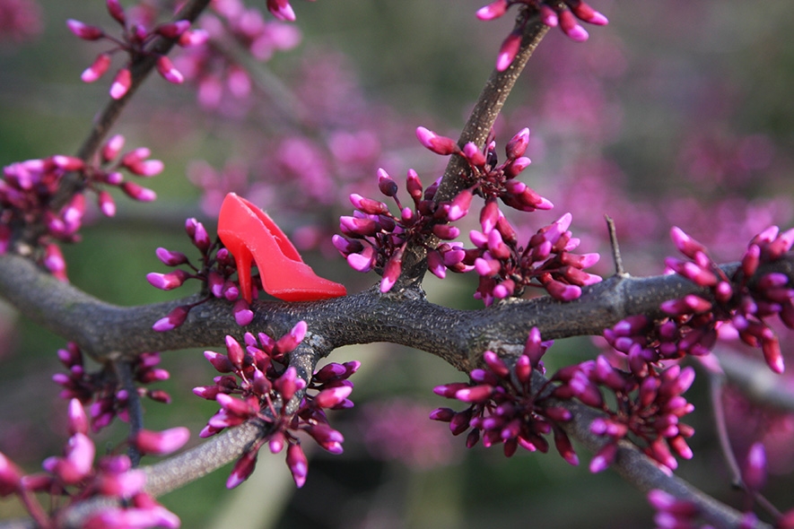  Photography: Shoe Purple Buds