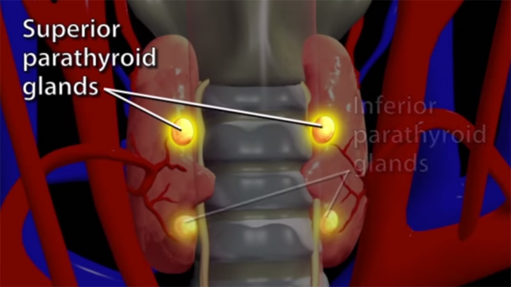 Video Thumbnail: Thyroid Animation